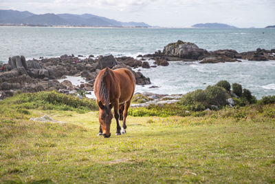 Horses on field