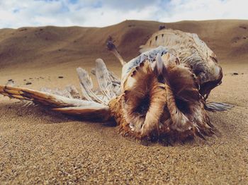 Close-up of dead owl at sandy beach