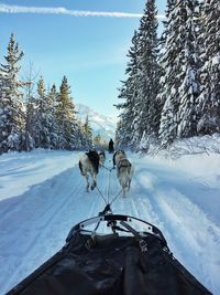 View of horse on snow covered landscape