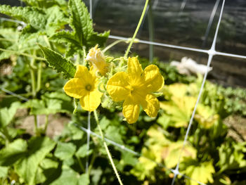 Close-up of yellow flowers blooming outdoors