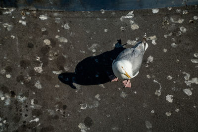 High angle view of bird eating on street