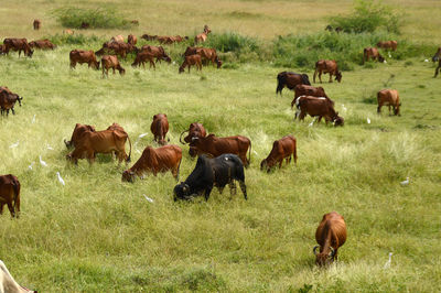 Horses grazing in a field