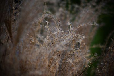 Close-up of wheat growing on agricultural field