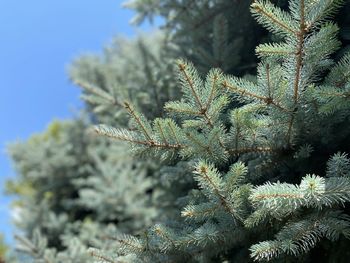 Close-up of pine tree