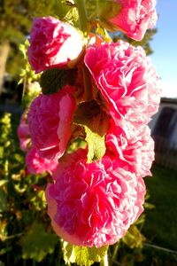 Close-up of pink flowers blooming outdoors