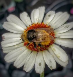 Close-up of insect on flower