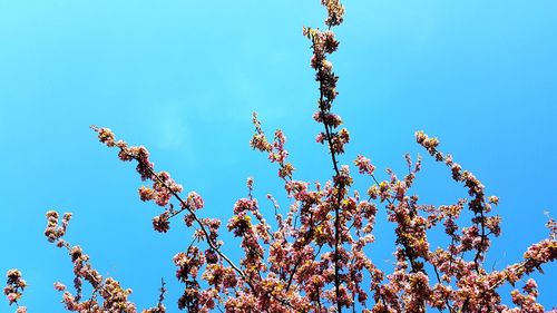 Low angle view of cherry blossom against blue sky