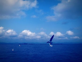 View of swan in sea against sky