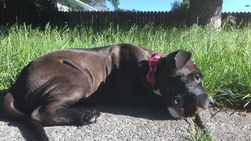 Black dog relaxing on field