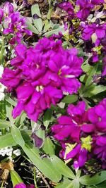 Close-up of purple flowers blooming outdoors