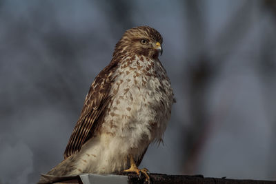 Close-up of owl perching outdoors