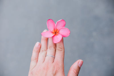 Close-up of hand holding pink flower