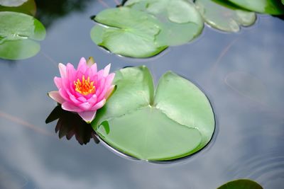 Lotus water lily in lake