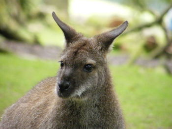 Close-up of wallaby on field