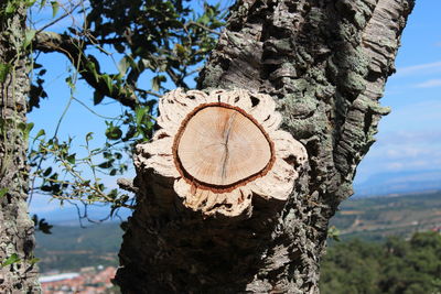 Close-up of tree stump against sky