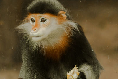 Close-up portrait of a monkey