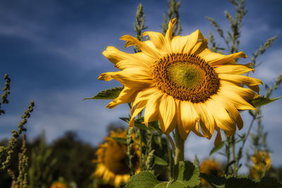 Close-up of yellow sunflower against sky