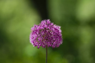 Close-up of purple thistle flower