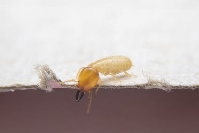 Close-up of insect on snow