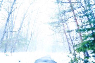 Snow covered trees in forest