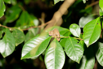 Close-up of green leaves on plant