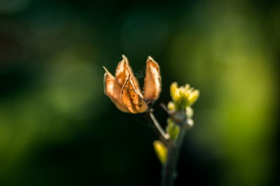 Close-up of insect on plant