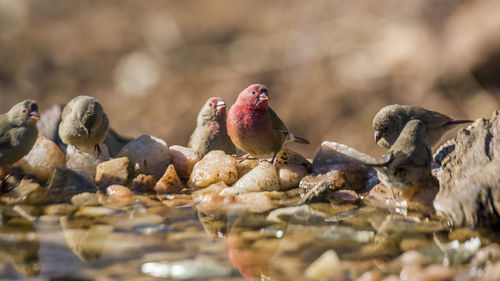 Close-up of birds perching