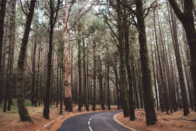 Road amidst trees in forest