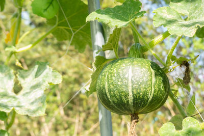 Close-up of fruit growing on plant