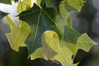 Close-up of green leaves on plant