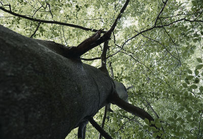 Close-up of lizard on a tree