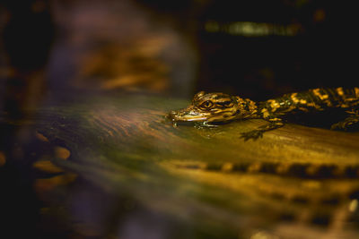 Close-up of turtle in water