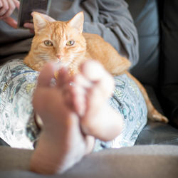 Close-up of cat sitting on hand