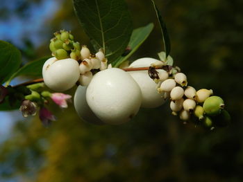 Close-up of fruits growing on tree