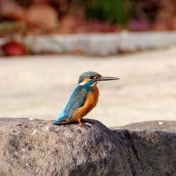 Close-up of bird perching on rock