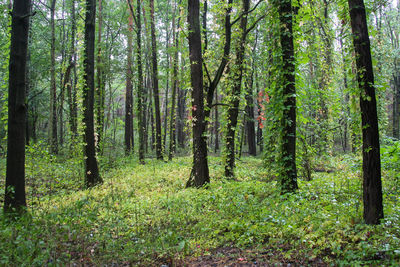 Trees growing in forest