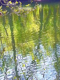 Reflection of trees in water