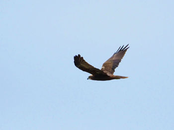 Low angle view of eagle flying in sky