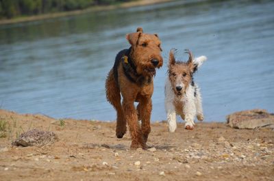 Dog running in water