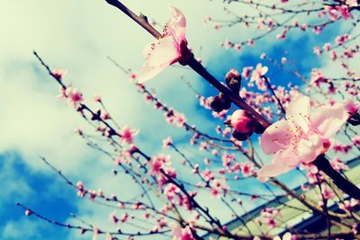 Low angle view of apple blossoms in spring against sky