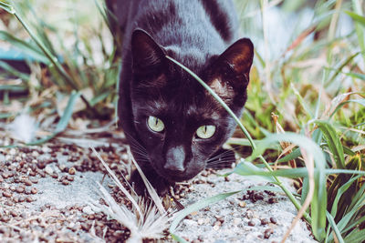 Portrait of black cat lying on land