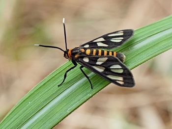 Close-up of butterfly on leaf