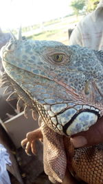 Close-up of hand feeding