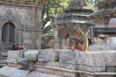 Monkey sitting on retaining wall at temple