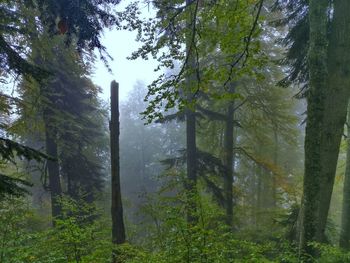 Trees in forest