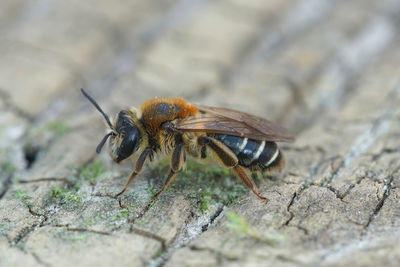 Detailed closeup on a female of the small short-fringed mining bee, andrena dorsata on wood