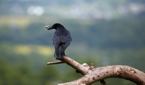 Carrion crow perched on a branch eating a mouse