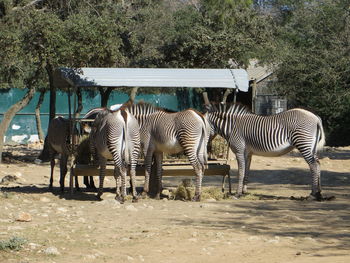 View of zebra in zoo