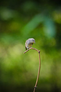 Close-up of bird perching on wood