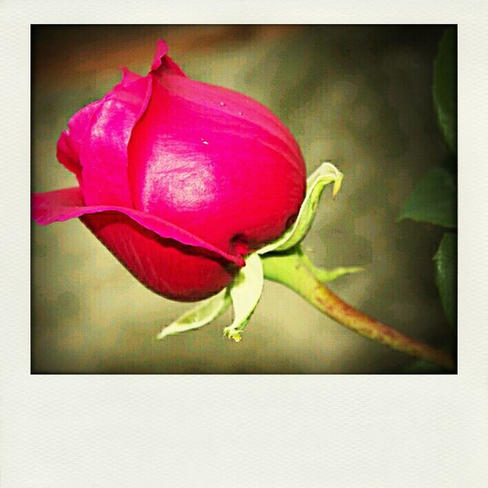 transfer print, auto post production filter, studio shot, red, close-up, indoors, flower, freshness, rose - flower, pink color, single object, petal, fragility, rose, still life, white background, copy space, vignette, no people, single flower